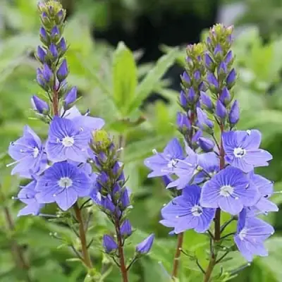 Вероника РОЯЛ БЛЮ большая в Гомеле