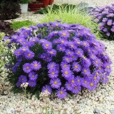 Астра ЛЕДИ ИН БЛЮ в Гомеле