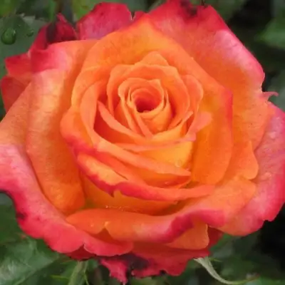 Роза ВАУ чайно-гибридная в Гомеле