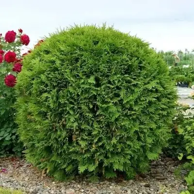 Туя ВУДВАРДИ западная в Гомеле