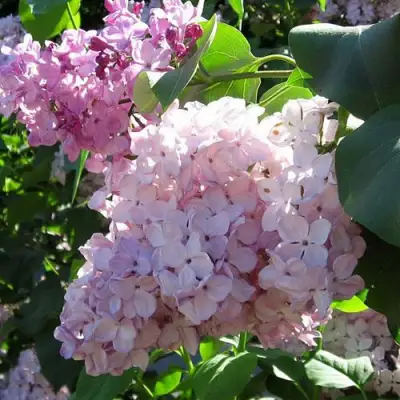 Сирень ГОРТЕНЗИЯ в Гомеле