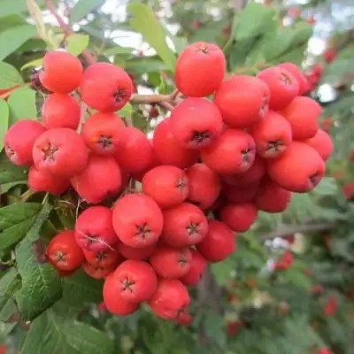 Рябина НЕВЕЖИНСКАЯ сладкоплодная в Гомеле