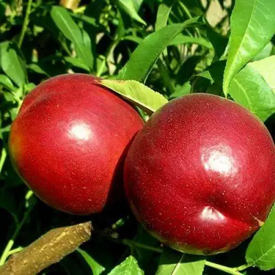 Нектарин НЕКТАРЕД-4 в Гомеле