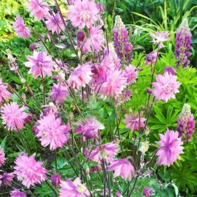 Аквилегия БАРЛОУ ПИНК гибрид МакКаны в Гомеле