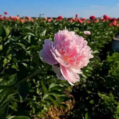 Пион ИМПЕРАТОРСКАЯ НАЛОЖНИЦА древовидный в Гомеле