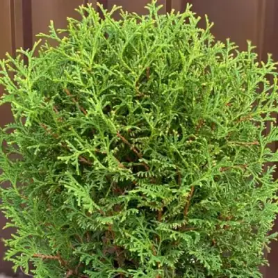 Туя ХОЗЕРИ западная в Гомеле