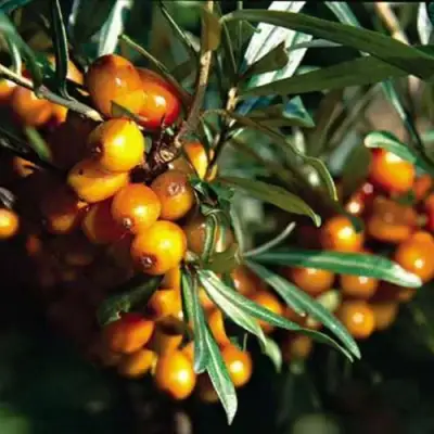 Облепиха ДАР КАЗАКОВУ в Гомеле