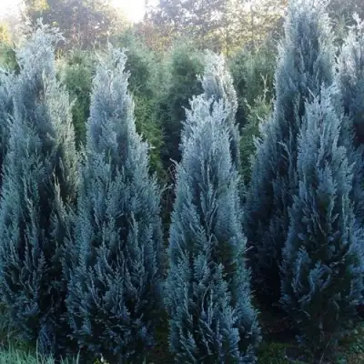 Кипарисовик ДАРТС БЛЮ РИББОН лавсона в Гомеле