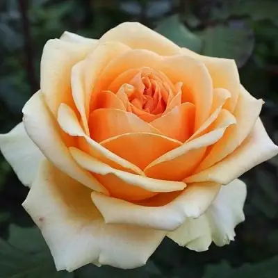 Роза ГЕЙША чайно-гибридная в Гомеле