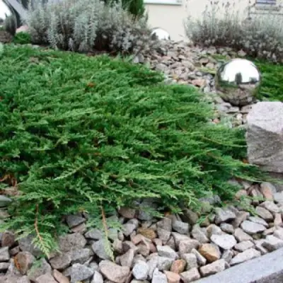 Можжевельник ПРИНЦ ОФ УЭЛЬС горизонтальный в Гомеле