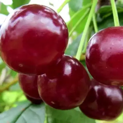 Вишня ГРИОТ БЕЛОРУССКИЙ в Гомеле