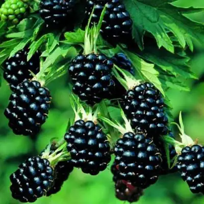 Ежевика КИТАНИНИ бесшипная  в Гомеле