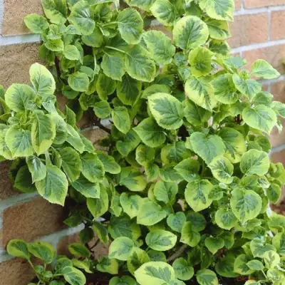 Гортензия МИРАНДА черешковая в Гомеле