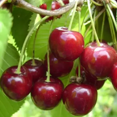 Вишня ХАРИТОНОВСКАЯ в Гомеле