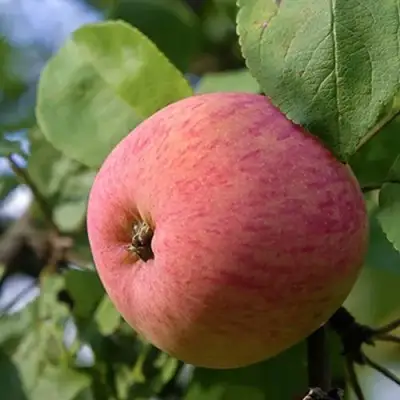 Яблоня МЕЛБА в Гомеле