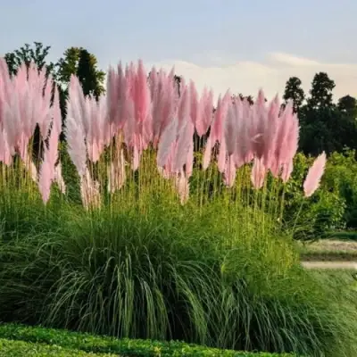 Кортадерия розовая (пампасная трава) в Гомеле