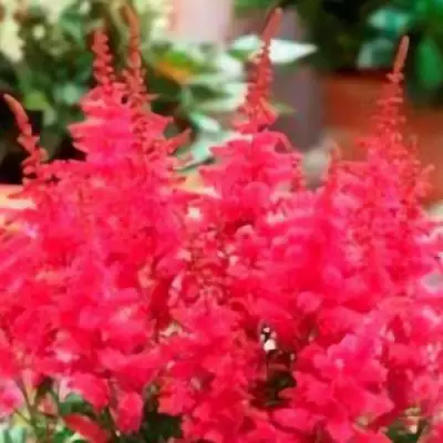 Астильба ЮНИК КАРМИН гибридная в Гомеле