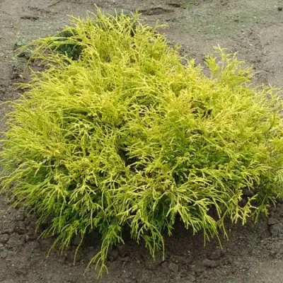 Кипарисовик ГОЛДЕН МОП горохоплодный в Гомеле