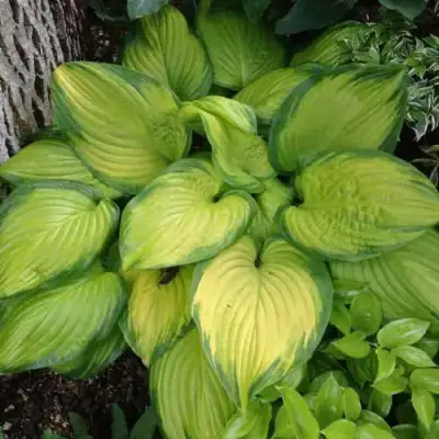 Хоста СТЕЙНД ГЛАСС гибридная в Гомеле