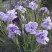 Ирис ИМПЕРИАЛ ОПАЛ сибирский в Гомеле