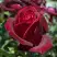 Роза ПАПА МЕЙЯН чайно-гибридная в Гомеле