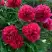 Пион БЕЛГРАВИЯ травянистый в Гомеле