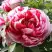 Пион РЕД ВИЗ ПИНК древовидный в Гомеле