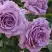 Роза ЛАВ СОНГ флорибунда в Гомеле