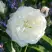 Роза АЛАБАСТЕР флорибунда в Гомеле