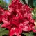 Рододендрон МАТАДОР в Гомеле