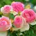 Роза ПЬЕР ДЕ РОНСАР плетистая в Гомеле