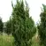 Можжевельник КАЙЗУКА китайский в Гомеле