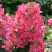Гортензия МЕГА МИНДИ метельчатая в Гомеле