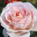 Роза АНДРЕ ЛЕ НОТР чайно-гибридная в Гомеле