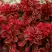 Барбарис РЕД ХОТ ЧИЛИ тунберга в Гомеле