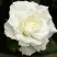 Роза МОНДИАЛЬ чайно-гибридная в Гомеле