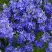 Вероника РОЯЛ БЛЮ большая в Гомеле