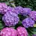 Гортензия ГАМБУРГ крупнолистная в Гомеле