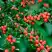 Кизильник горизонтальный в Гомеле