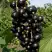 Смородина чёрная ВИНОГРАДНАЯ в Гомеле
