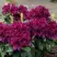 Рододендрон КАЛИ в Гомеле