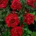 Роза РЕД ИНТУИШН чайно-гибридная в Гомеле