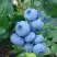 Голубика ТОРО в Гомеле