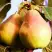 Груша СЛАДКАЯ ИЗ МЛИЕВА в Гомеле