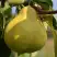 Груша ВЕЛИКАЯ ЛЕТНЯЯ (БОЛЬШАЯ ЛЕТНЯЯ) в Гомеле