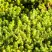Очиток (седум) ЙЕЛЛОУ КВИН едкий в Гомеле