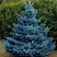 Ель МАДЖЕСТИК БЛЮ колючая в Гомеле