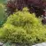 Кипарисовик ГОЛДЕН МОП горохоплодный в Гомеле