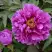 Пион ЛИЛОВАЯ ФАНТАЗИЯ древовидный в Гомеле