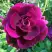 Роза БУРГУНДИ АЙС флорибунда в Гомеле